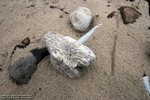 IMG_1371