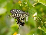IMG_6993