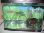 20041020-aqarium-12