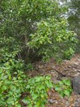 20081025-fieldtrip_05-11