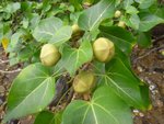 20081025-fieldtrip_05-12