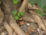 20081025-fieldtrip_05-34
