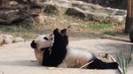 20161228_20170101-Sichuan_Base_of_Panda-004