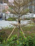 20120212-plantation_02-22