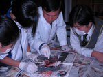 20061206-yu234dissection-02