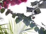 20101113-cuhktrees_02-404