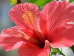20101113-cuhktrees_03-164
