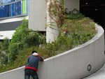 20101113-cuhktrees_05-35