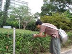 20101113-cuhktrees_05-40