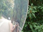 20101113-cuhktrees_05-50