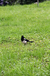 IMG_0879