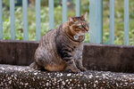 cheung_hong_cat