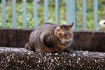 cheung_hong_cat_02