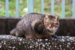 cheung_hong_cat_03