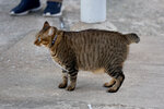 cheung_hong_cat_04