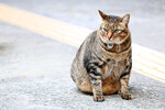 cheung_hong_cat_05