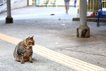 cheung_hong_cat_06
