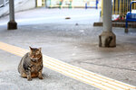 cheung_hong_cat_07