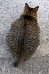 cheung_hong_cat_10