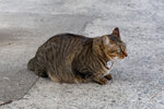 cheung_hong_cat_11
