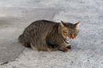 cheung_hong_cat_12