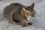 cheung_hong_cat_13