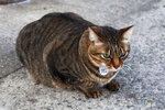 cheung_hong_cat_14