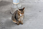 cheung_hong_cat_15