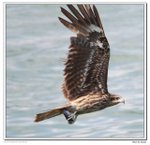 IMG_7411 - Copy