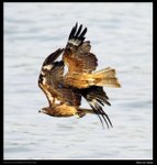 IMG_9620 - Copy