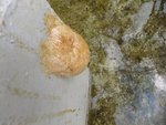 DSCF1707