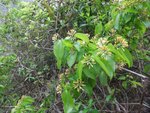DSCF1732
