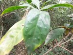 DSCF0852