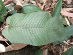 DSCF0860