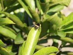 小蜜蜂