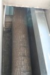 tree is preserved