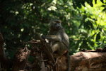 Baboon IMG_7728