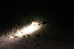 Night safari IMG_8049