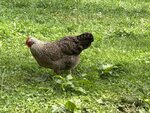 IMG_9516