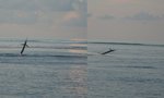 a big fish jumping around.
