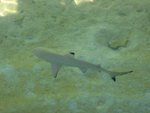 many small kind sharks around the restaurant.  With its size and smiling mouth, just too cute