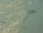 Manta ray.  we met a much much bigger one in the sea.  Just that it was too shy.