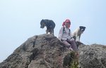 with dogs