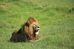 Handsome lion IMG_8354