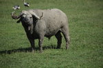 Buffalo IMG_8380