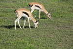 IMG_8393