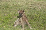 Hyena IMG_8415