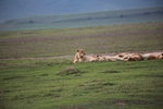 Lazy lions IMG_8439
