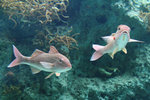 Glad that we at least visited the Aqaurium