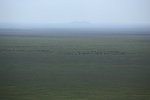How many? IMG_8486